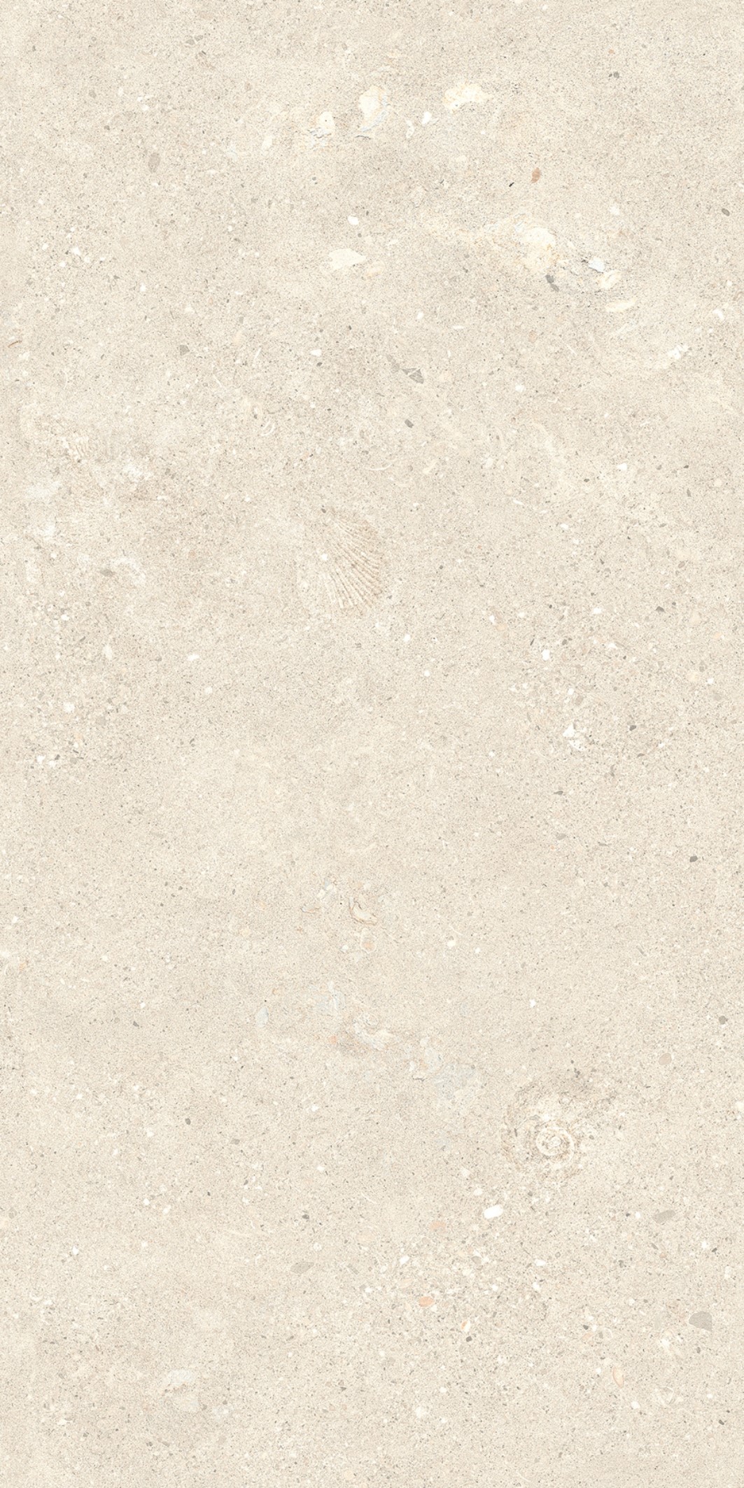 Marble-Shellfish Limestone Light Beige