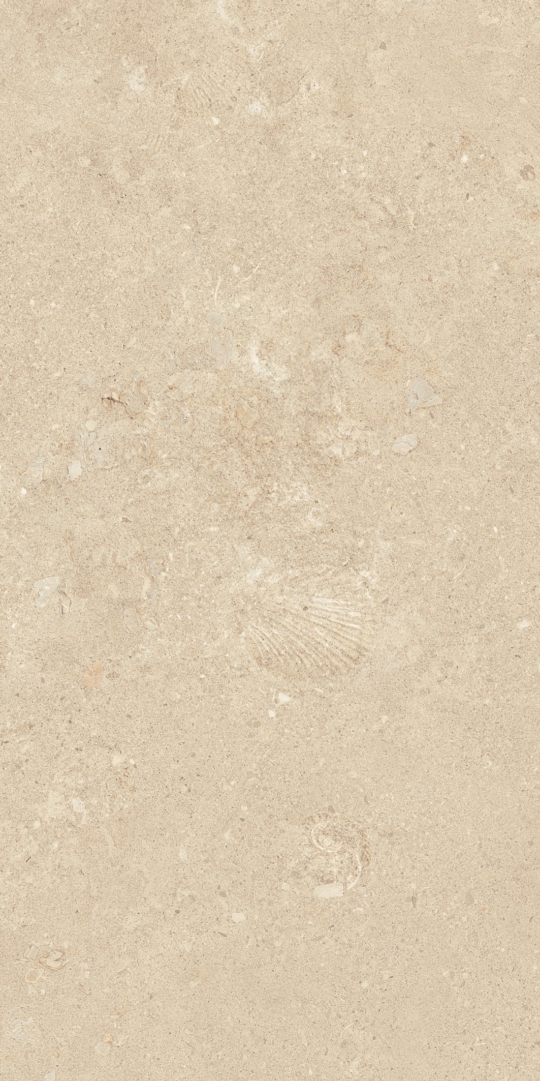 Marble-Shellfish Limestone Medium Yellow